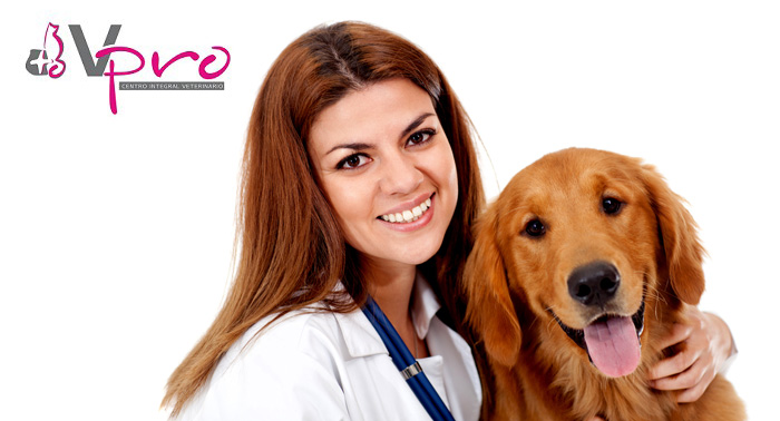 Consulta veterinaria + adiestramiento+ desparasitación+ corte de uñas sólo 15€ en Vpro