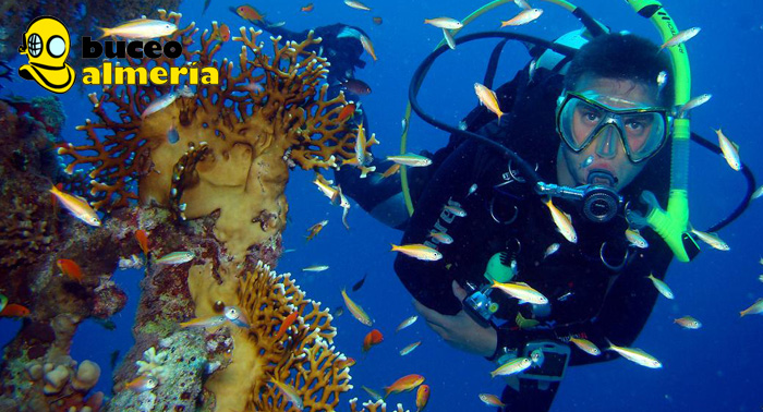 ¡Prepárate para la inmersión! Bautizo de Buceo o 2 Inmersiones en La Isleta del Moro