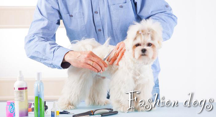 Sesión de peluquería canina: lavado antiparasitario, corte, limpieza de boca,orejas y glándulas