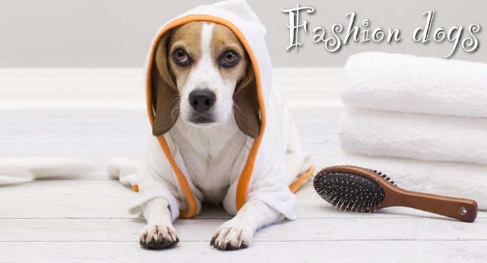 Presume de mascota!!! Sesión de peluquería canina con lavado, corte, limpieza de orejas y glándulas 