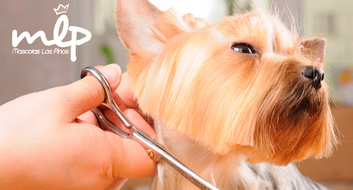 Sesión peluquería canina: baño antiparasitario, arreglo pelo, limpieza de orejas, uñas y baño