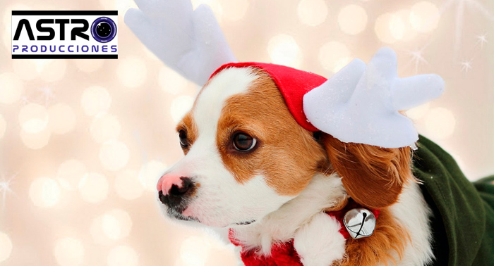 ¡El mejor detalle en Navidad! Reportaje fotográfico y 6 o 12 Christmas Navideños, tamaño 10x15