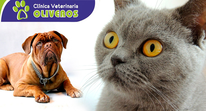 Consulta de cachorro o gatito + Coprología + Desparasitación interna y externa + Uñas +Cartilla