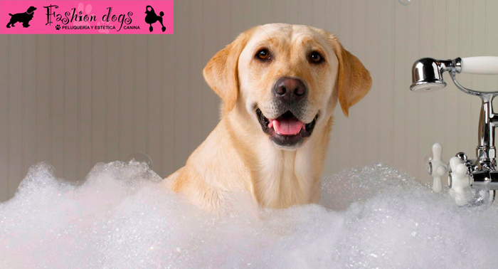 Sesión de Peluquería canina: baño antiparasitario, corte a máquina, limpieza de boca, orejas...