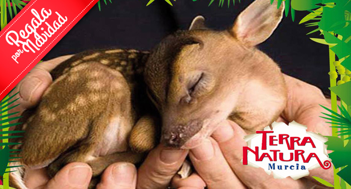 Entradas para TERRA NATURA Murcia, estas navidades disfruta en familia de un magnifico plan
