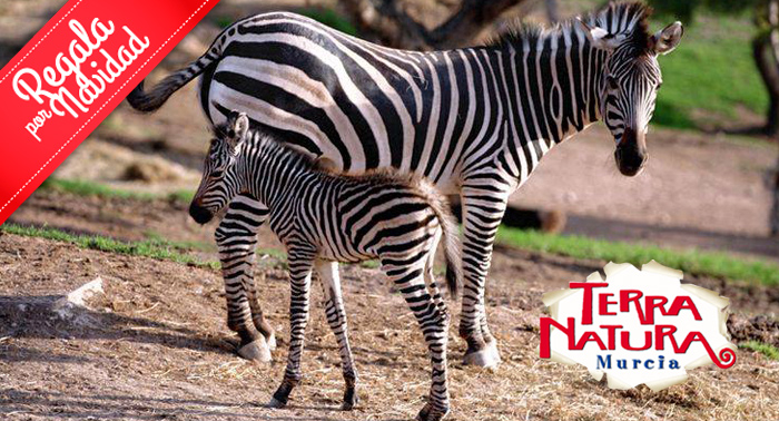 Entradas para TERRA NATURA Murcia, estas navidades disfruta en familia de un magnifico plan