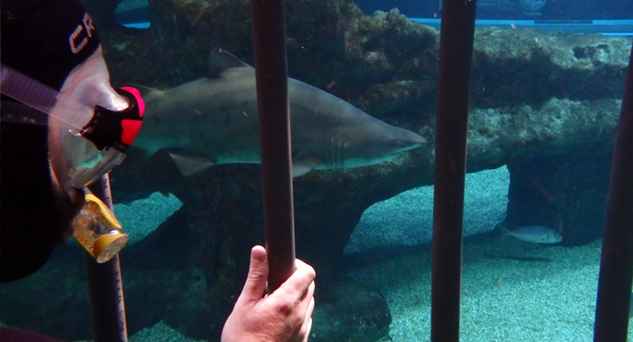Inmersión con tiburones apta para no buceadores + Visita al Aquarium. ¡Una experiencia única!