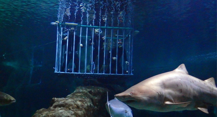 Inmersión con tiburones apta para no buceadores + Visita al Aquarium. ¡Una experiencia única!