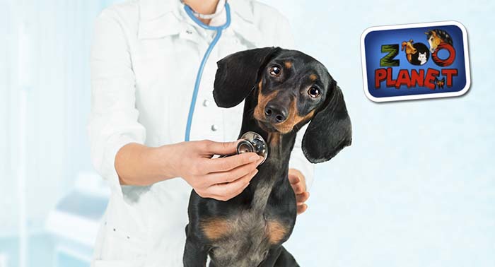 Consulta de cachorro o adulto + Cartilla + Desparasitación interna + Peluqueria