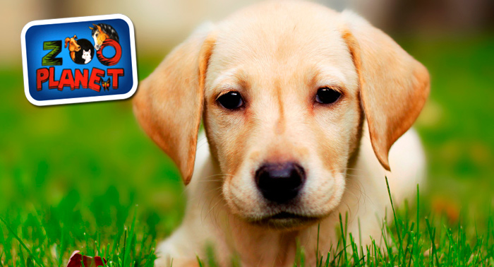 Consulta de cachorro o adulto + Cartilla + Desparasitación interna + Peluqueria