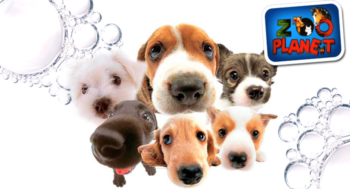 Consulta de cachorro o adulto + Cartilla + Desparasitación interna + Peluqueria