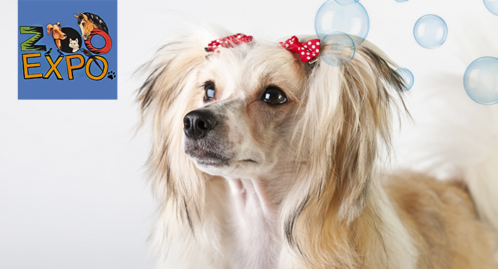 Peluquería canina: baño antiparasitario o champú, limpieza de orejas... con opción a vacuna 