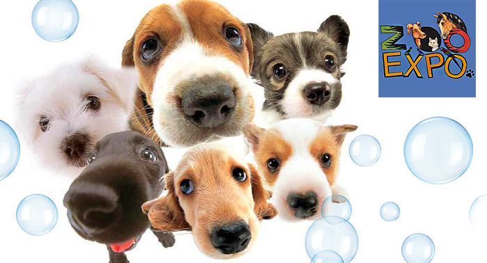 Peluquería canina: baño antiparasitario o champú, limpieza de orejas... con opción a vacuna 