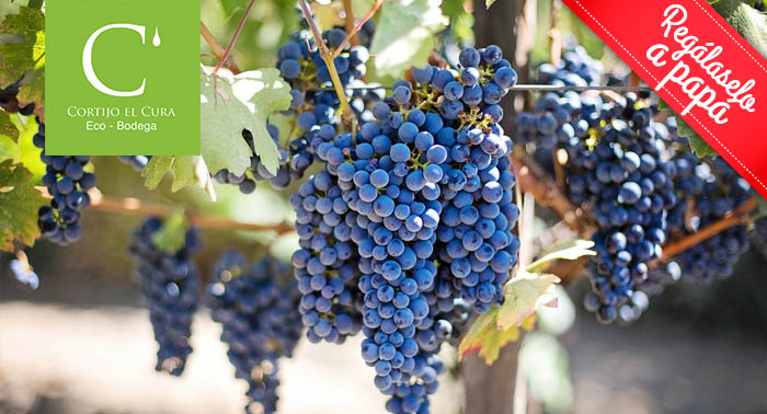 Visita la Finca e instalaciones + Cata de Vinos + Degustación en Bodega Cortijo El Cura 