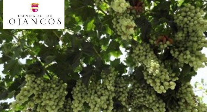 Visita bodega Condado de Ojancos + Cata de 4 vinos + Asado Argentino