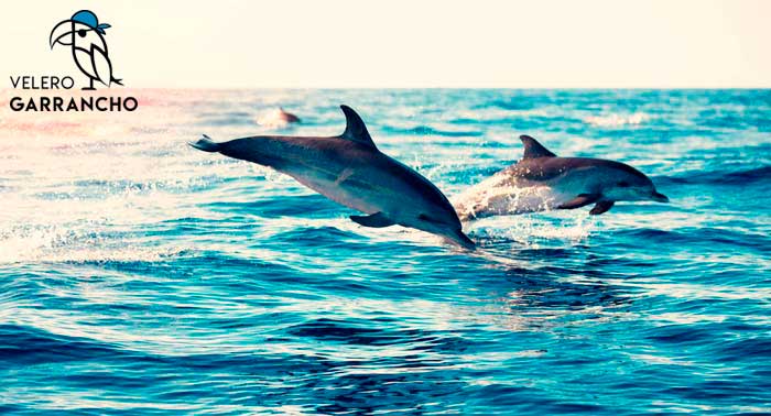 Paseo en Velero de 2h + Snorkel + Bebidas + Aperitivos + Posibilidad Avistamiento Delfines