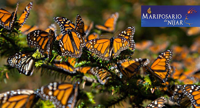 ¡Disfruta de la magia de las mariposas! Para 2 personas: Excursión al Mariposario de Níjar