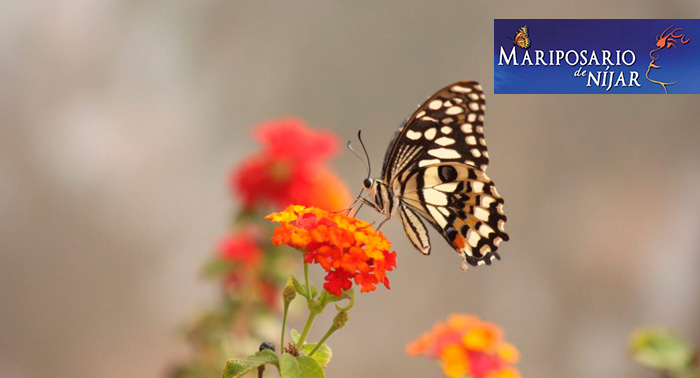 ¡Disfruta de la magia de las mariposas! Para 2 personas: Excursión al Mariposario de Níjar
