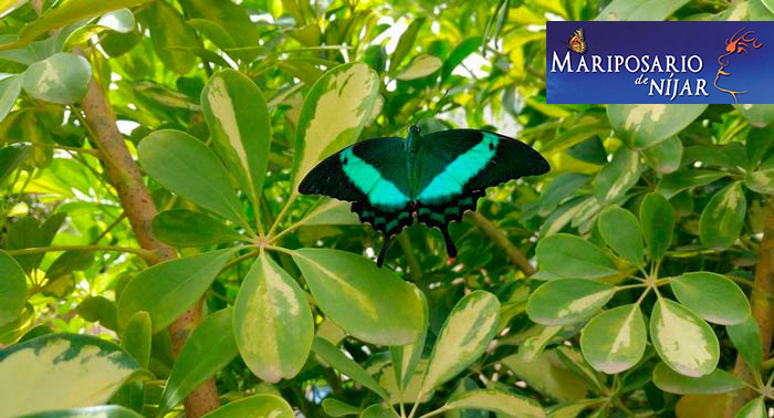 ¡Disfruta de la magia de las mariposas! Para 2 personas: Excursión al Mariposario de Níjar
