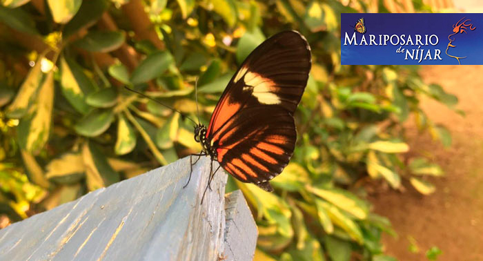 ¡Disfruta de la magia de las mariposas! Para 2 personas: Excursión al Mariposario de Níjar
