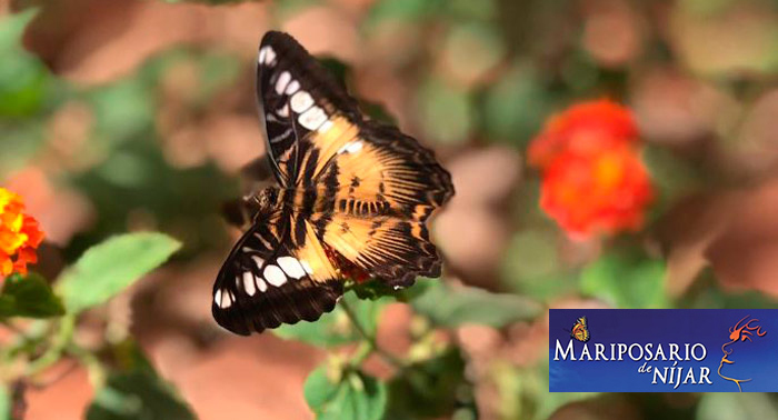 ¡Disfruta de la magia de las mariposas! Para 2 personas: Excursión al Mariposario de Níjar
