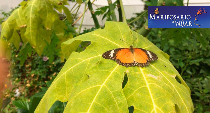 ¡Disfruta de la magia de las mariposas! Para 2 personas: Excursión al Mariposario de Níjar