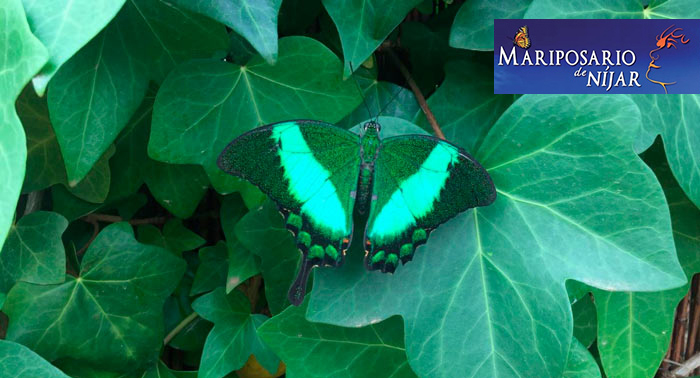 ¡Disfruta de la magia de las mariposas! Para 2 personas: Excursión al Mariposario de Níjar
