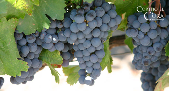 Visita Guiada a Bodega Cortijo El Cura + Cata de Vinos + Botella de Tinto Reserva Ecológico