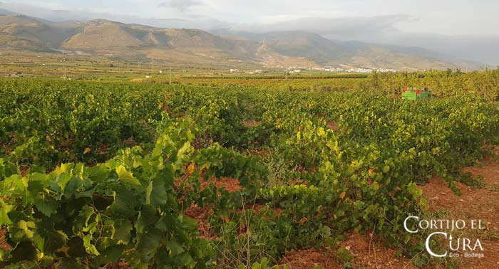 Visita Guiada a Bodega Cortijo El Cura + Cata de Vinos + Botella de Tinto Reserva Ecológico