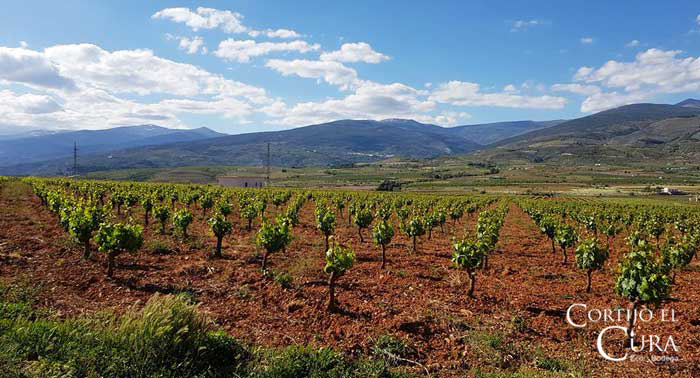 Visita Guiada a Bodega Cortijo El Cura + Cata de Vinos + Botella de Tinto Reserva Ecológico