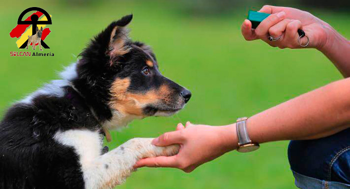 ¡Crea un gran vínculo con tu mascota! Taller de Educación y Adiestramiento Canino de 3h