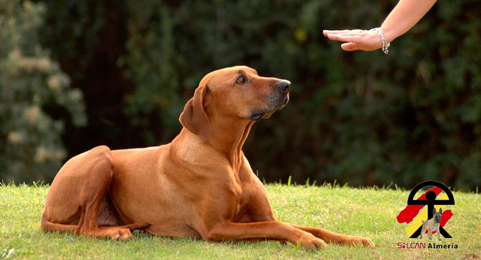 ¡Crea un gran vínculo con tu mascota! Taller de Educación y Adiestramiento Canino de 3h