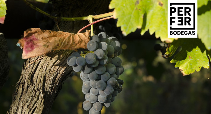 ¡Regala experiencias! Para 2 pax: Visita guiada a Bodegas Perfer + Cata de 3 Vinos + Aperitivo