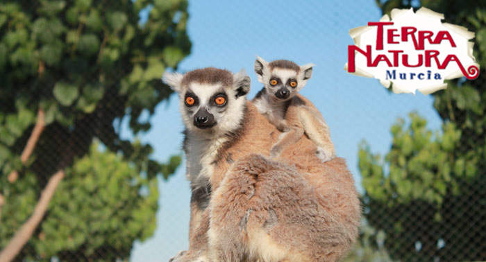 ¡Una escapada para regalar! Alojamiento + Entradas a Terra Natura + Jacuzzi + Masaje 