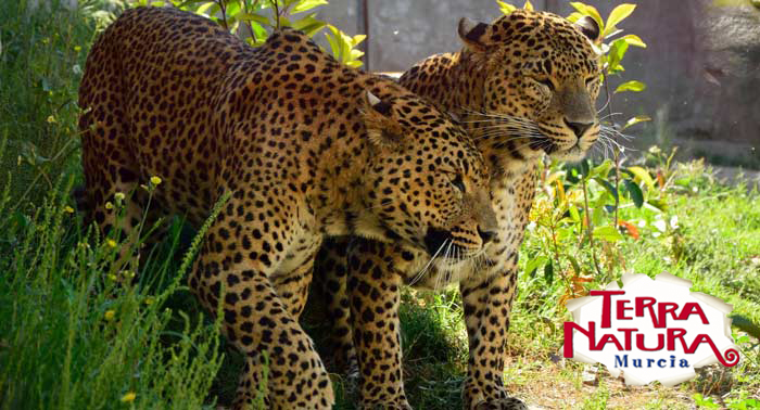 ¡Una escapada para regalar! Alojamiento + Entradas a Terra Natura + Jacuzzi + Masaje 