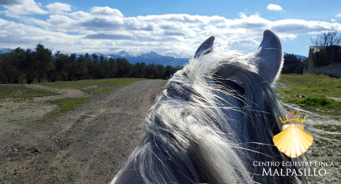 ¡Una experiencia única! Disfruta de una increíble Ruta a Caballo de 1 hora en Finca Malpasillo