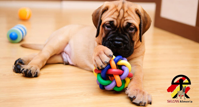 ¡Diviértete con tu perro en casa! Taller Online Canino de 6 días con Solcan Almería
