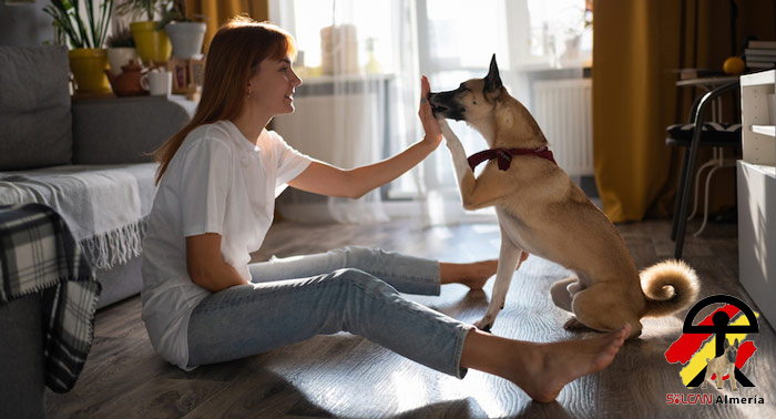 ¡Diviértete con tu perro en casa! Taller Online Canino de 6 días con Solcan Almería