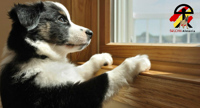 ¡Diviértete con tu perro en casa! Taller Online Canino de 6 días con Solcan Almería