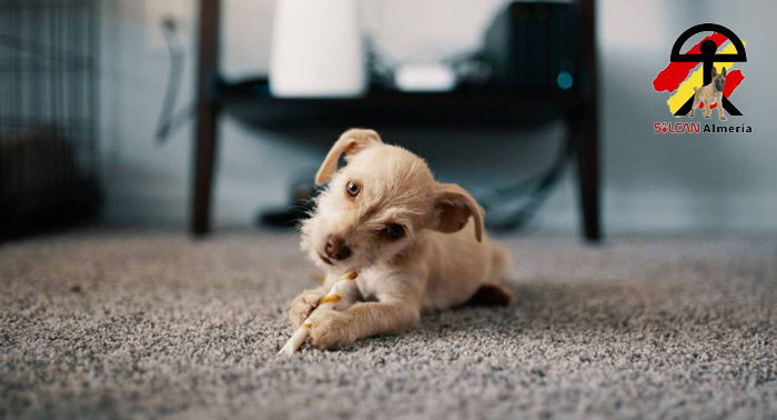 ¡Diviértete con tu perro en casa! Taller Online Canino de 6 días con Solcan Almería