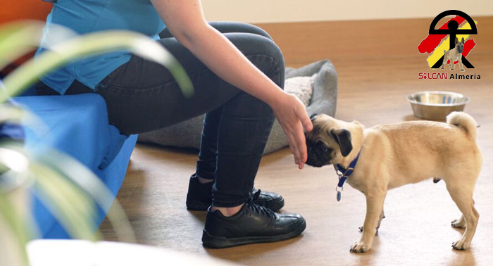 ¡Diviértete con tu perro en casa! Taller Online Canino de 6 días con Solcan Almería