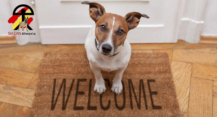 ¡Diviértete con tu perro en casa! Taller Online Canino de 6 días con Solcan Almería