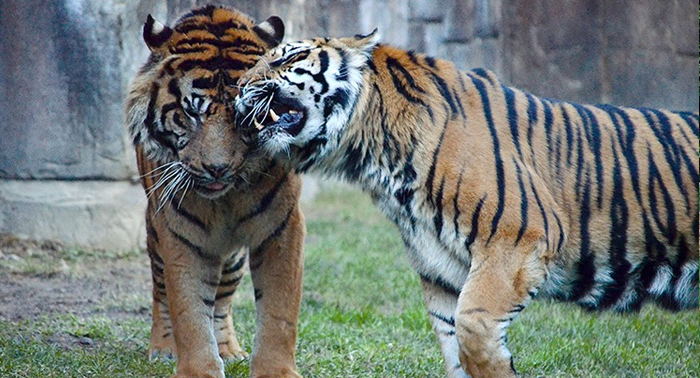 ¡Descubre la belleza salvaje! Entrada Infantil, General o Senior para Bioparc Fuengirola