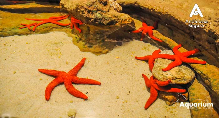 ¡Descubre el fondo marino en familia! Entradas para el Aquarium Costa de Almería