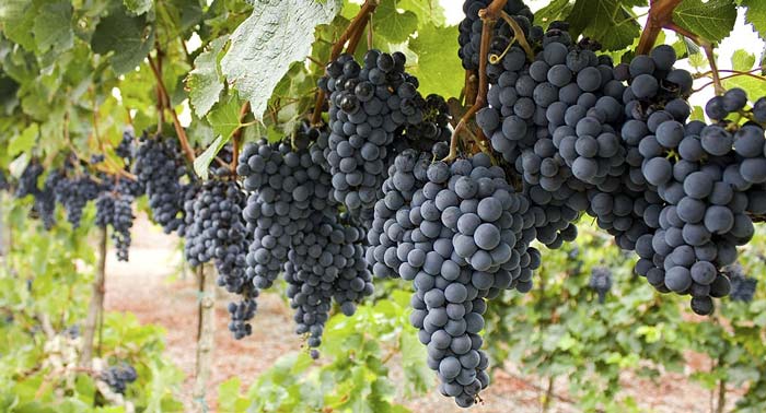 Comparte el Sabor del Buen Vino en una Visita Guiada con Cata y Aperitivos en Bodegas Perfer