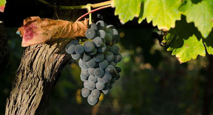 Visita Guiada a Bodega Cortijo El Cura + Cata de Vinos + Botella de Tinto Reserva Ecológico