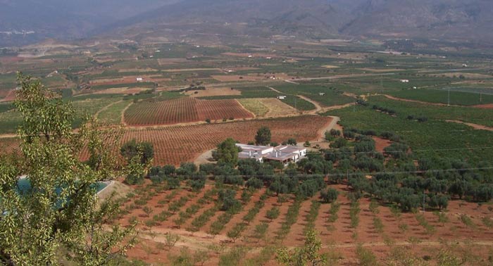 Visita Guiada a Bodega Cortijo El Cura + Cata de Vinos + Botella de Tinto Reserva Ecológico