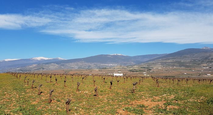 Visita Guiada a Bodega Cortijo El Cura + Cata de Vinos + Botella de Tinto Reserva Ecológico