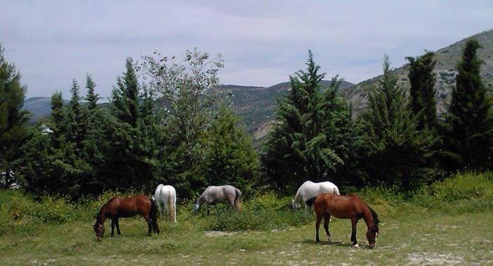 ¡Experiencia inolvidable! Ruta a Caballo por la última frontera Nazarí. 2h para 2 personas