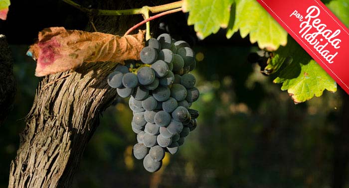 Visita Guiada a Bodega Cortijo El Cura + Cata de Vinos + Botella de Tinto Reserva Ecológico